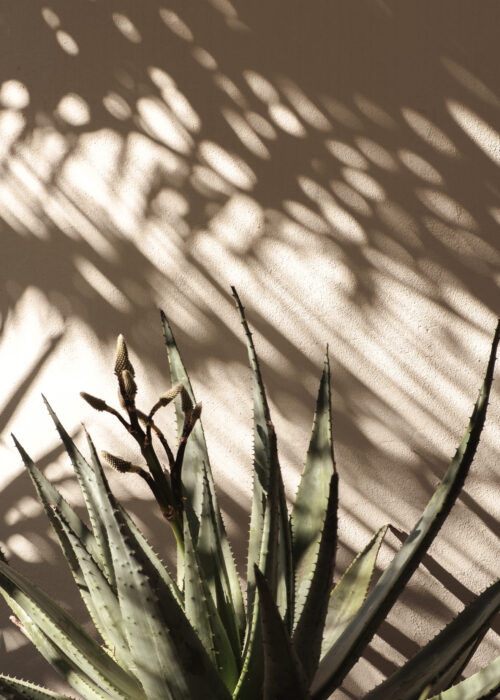 Palm leaf beautiful shadows on the wall. Creative, minimal, styled concept for bloggers.